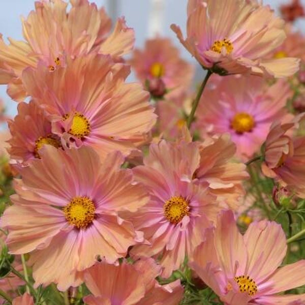 Cosmea bipi. (Cosmos) - Apricotta