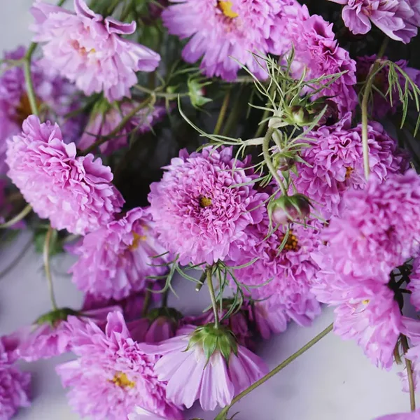 Cosmea bipi. (Cosmos) - Double_Dutch_Rose