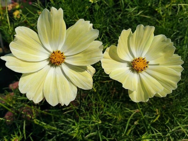 cosmos_sunset_yellow