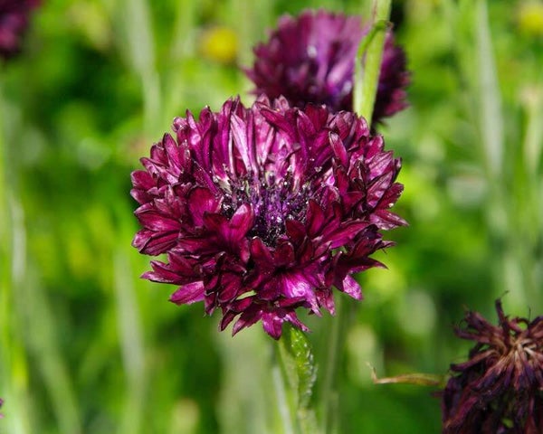 Duifkruid donkerpaars (Scabiosa atropurpurea)