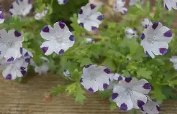 Bosliefje/ Haagbloem Five Spot (Nemophilia maculata)