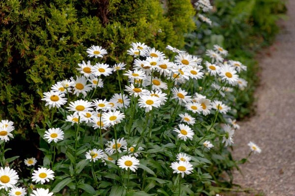 Grote Margriet