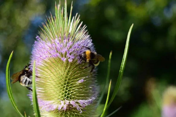 Grote Kaardebol - Dipsacus fullonum