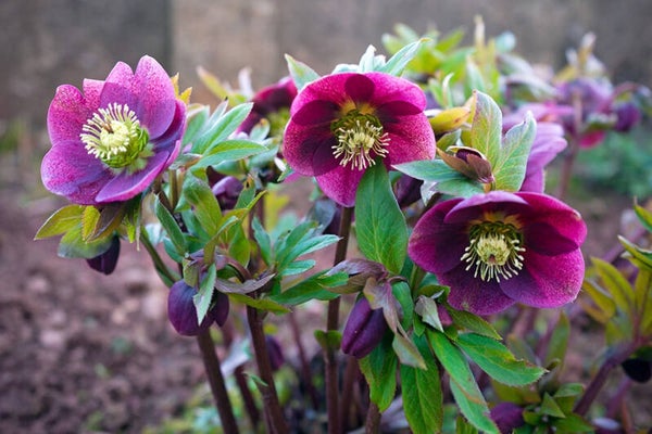 Kerstroos of nieskruid - Helleborus penny's pink