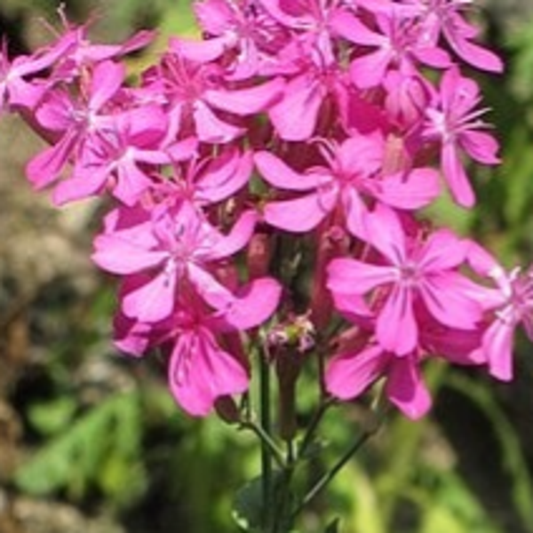 Pekbloem (Silene ameria) roze