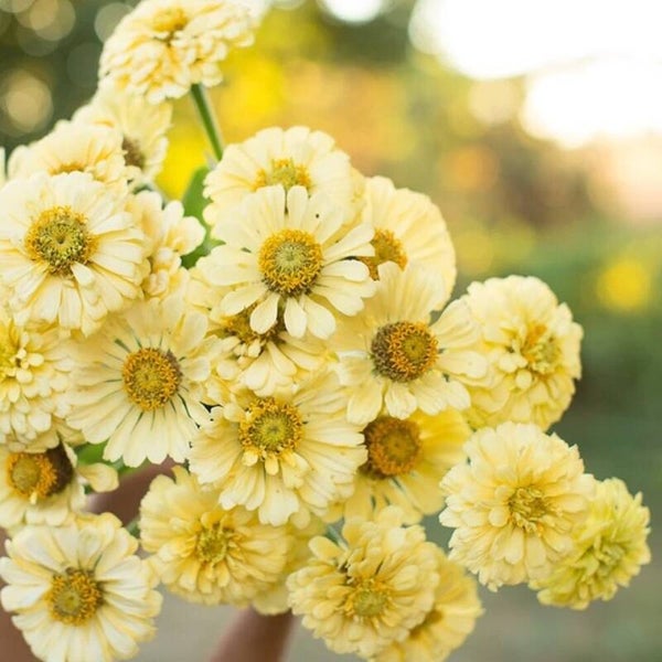zinnia elegans creamy yellow isabella