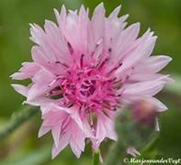Korenbloem (Centaurea cyanus) roze