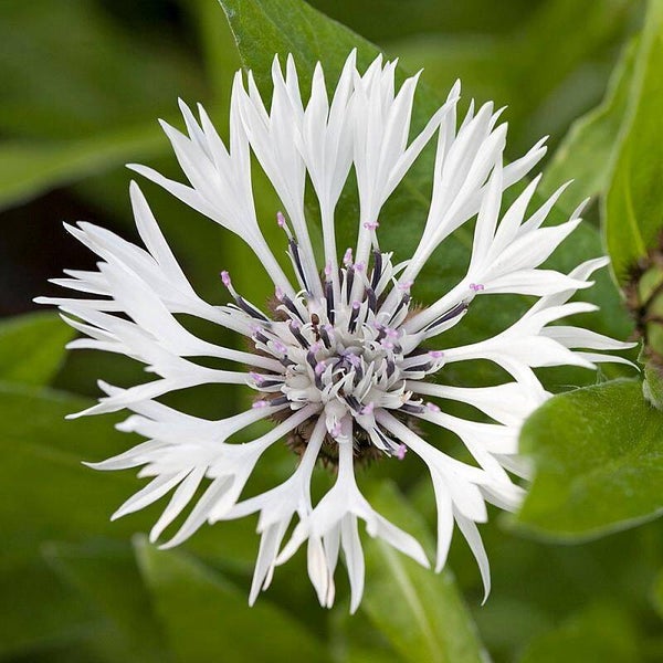 Korenbloem (Centaurea cyanus) Wit