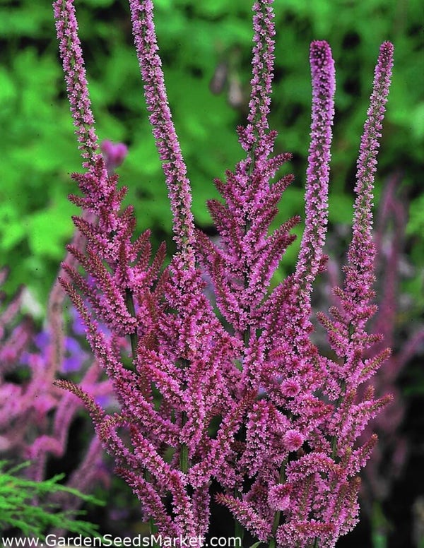 Lamsoor / limonium suworowii