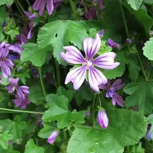 Groot Kaasjeskruid (Malva sylvestris)