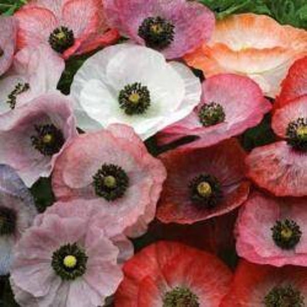 Papaver rhoeas 'Mother of Pearl'