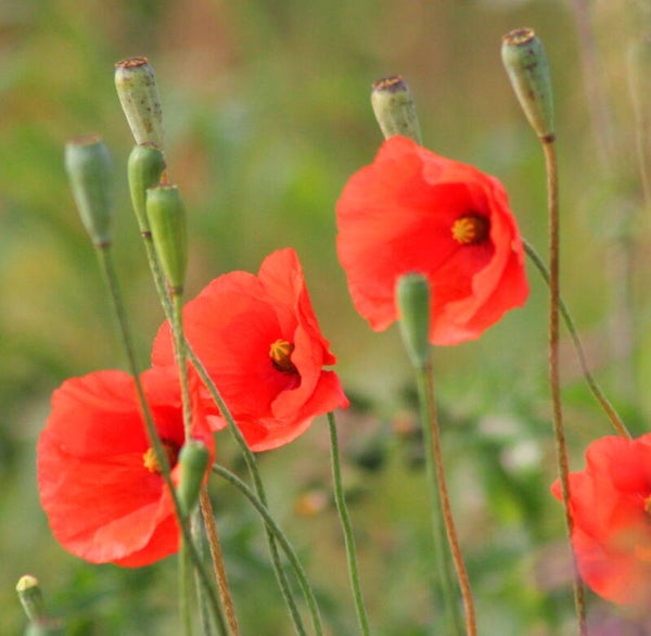 Kleine of Bleke Klaproos - Papaver dubium