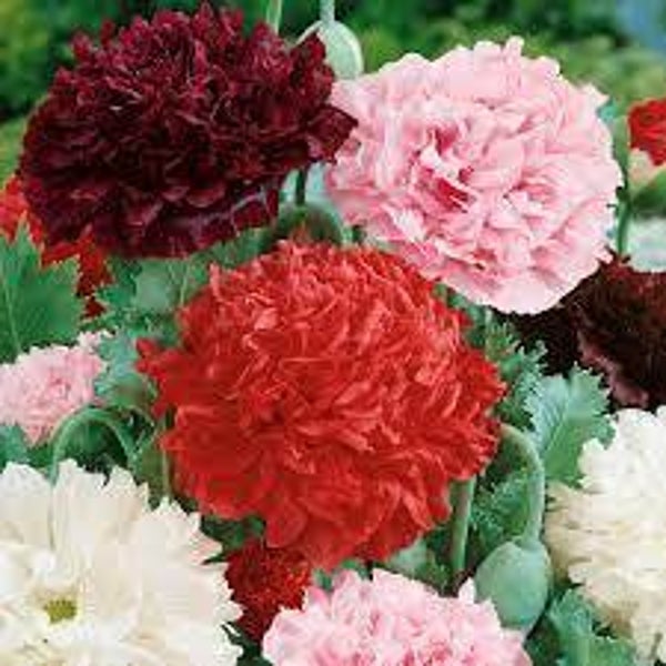 Slaapbol - Papaver somniferum - pioenbloemig mix
