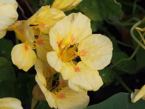 Oost Indische Kers - Peach Melba