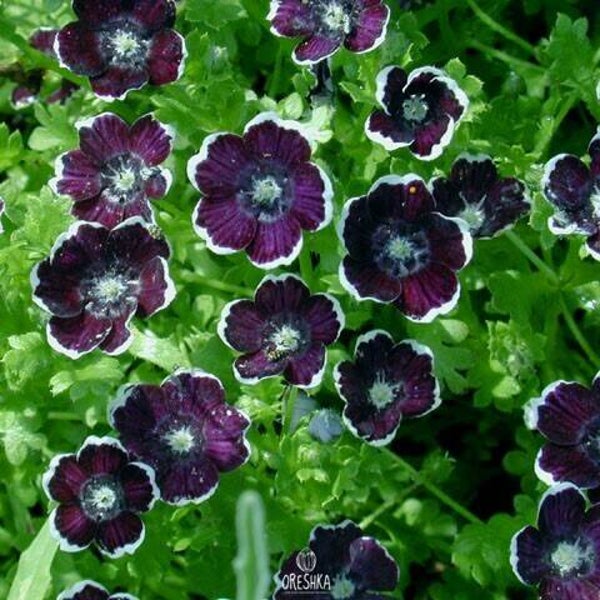 Bosliefje Penny Black (Nemophila menziesii var. Discoidalis)