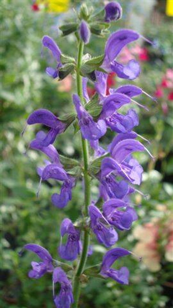 Salvia From Verona
