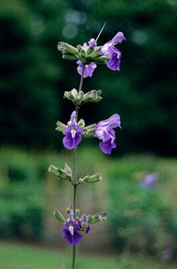 Salvia Candelabrum