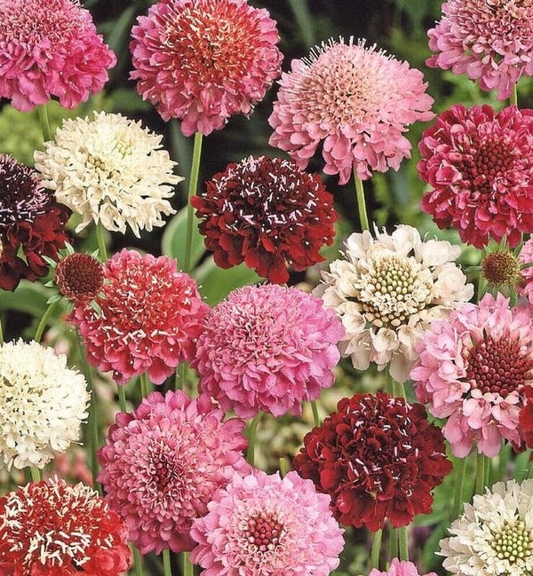 Scabiosa atropurpurea gemengd