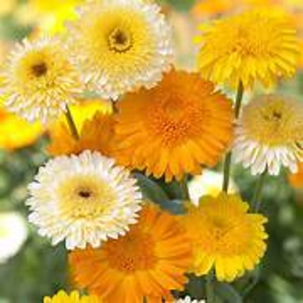 Goudsbloem "Kinglet Mixed" oranje/geel/wit