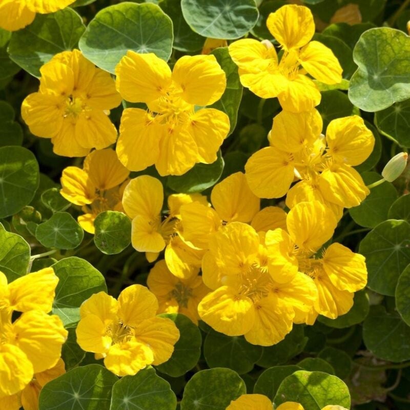 Oost Indische Kers - Whirlybird Gold