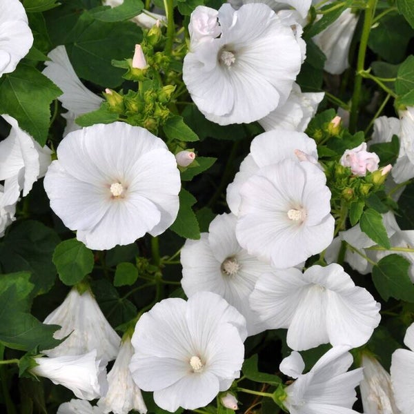 Bekermalva White Regis