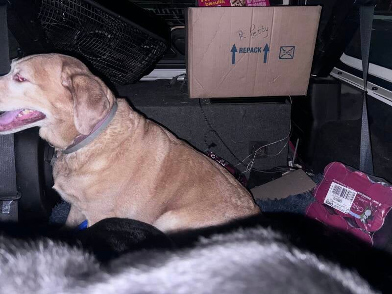 Seconds before the whole box of treats is knocked down! 