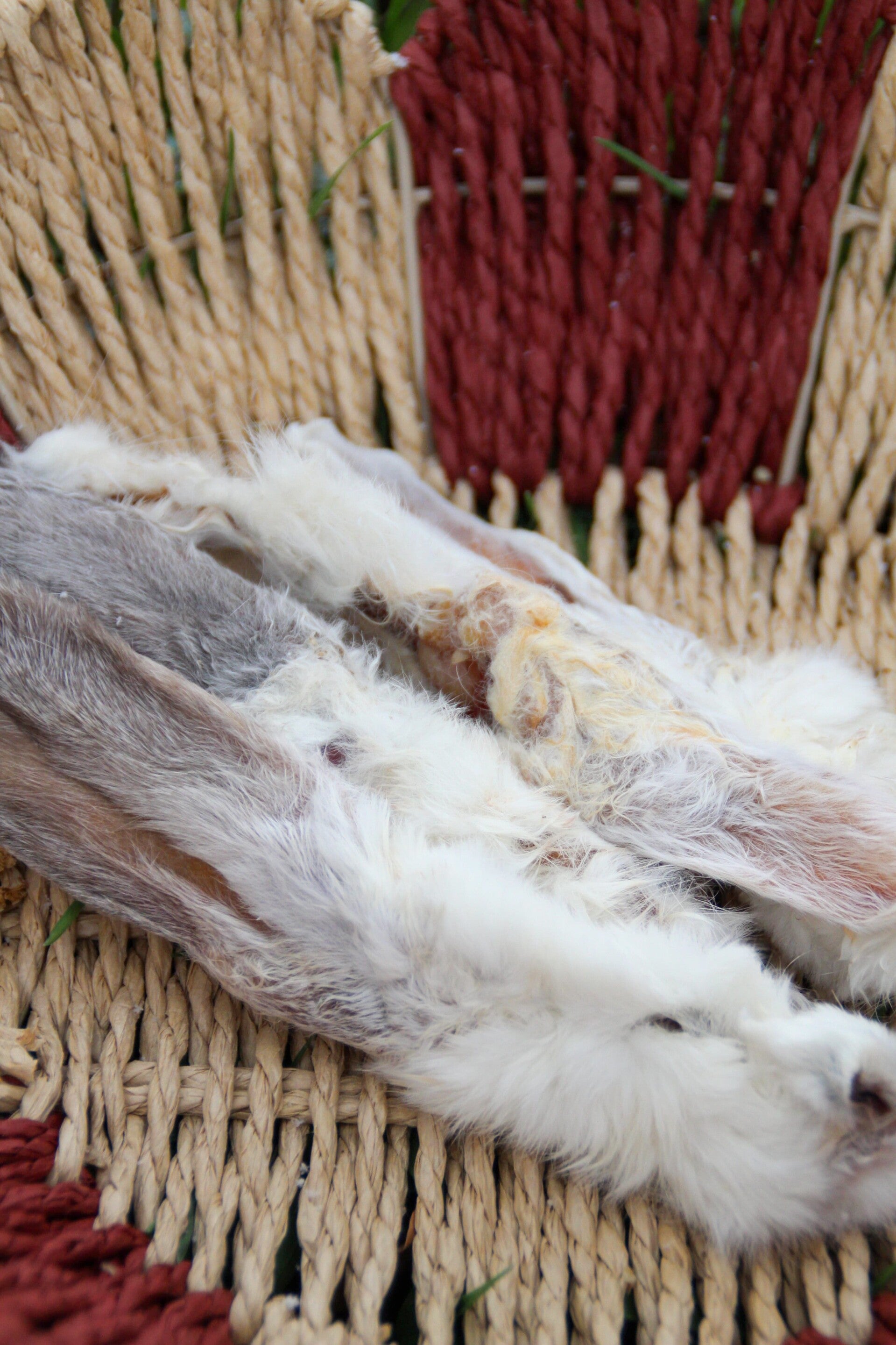 Konijnenoor met haar – snack die de darmen reinigt