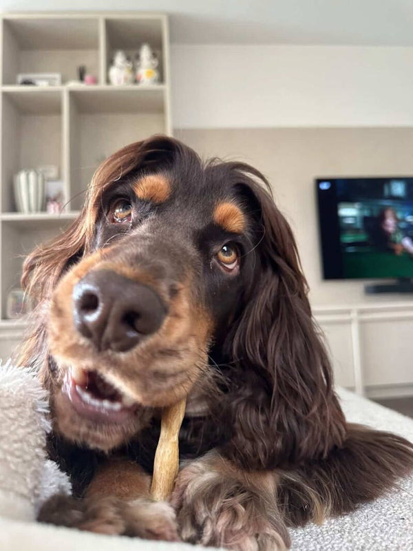 Ossestaart – Natuurlijke, stevige kauwsnack