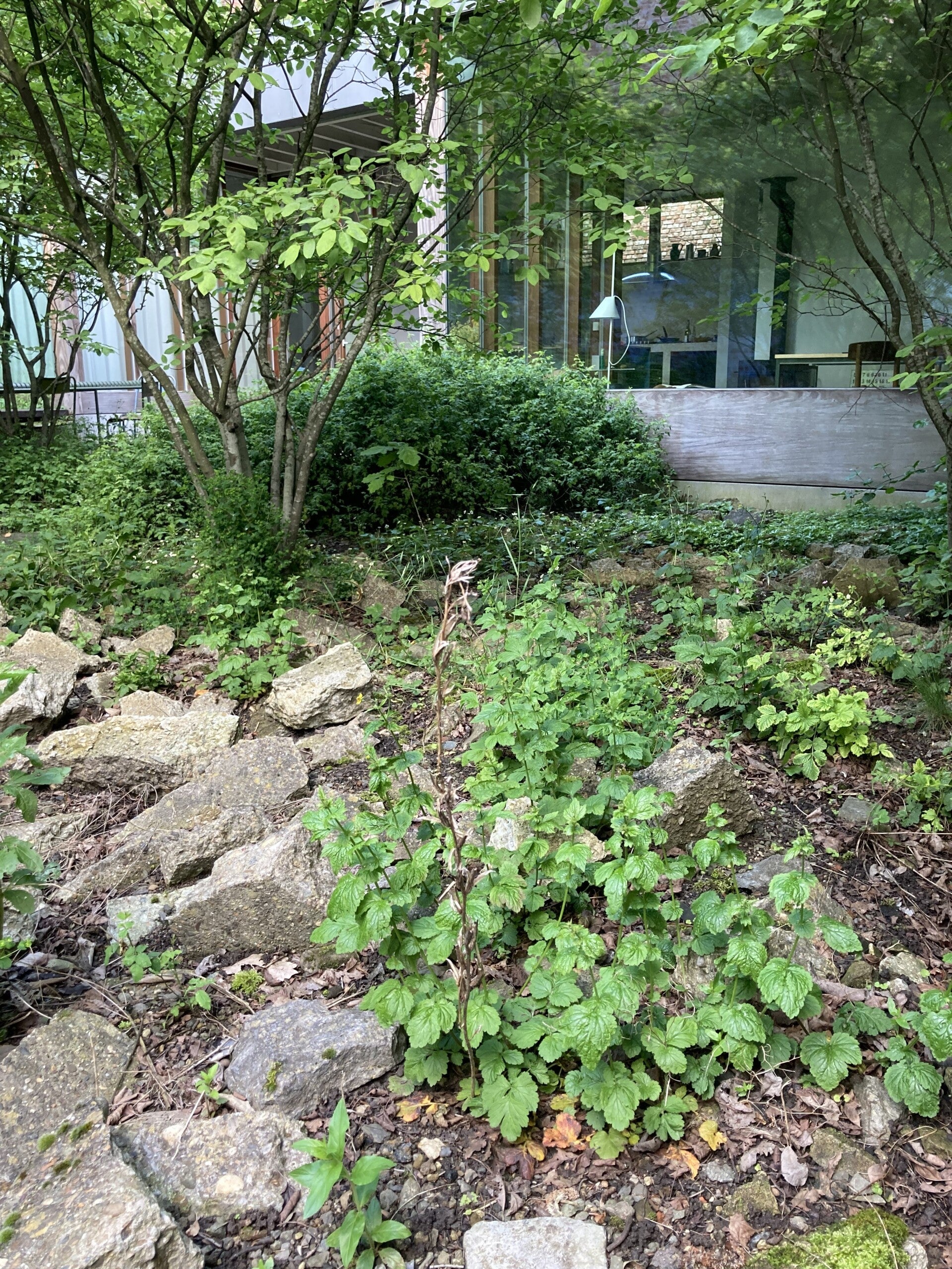 Puintuin, puin als basis voor ontwikkeling bijzondere planten