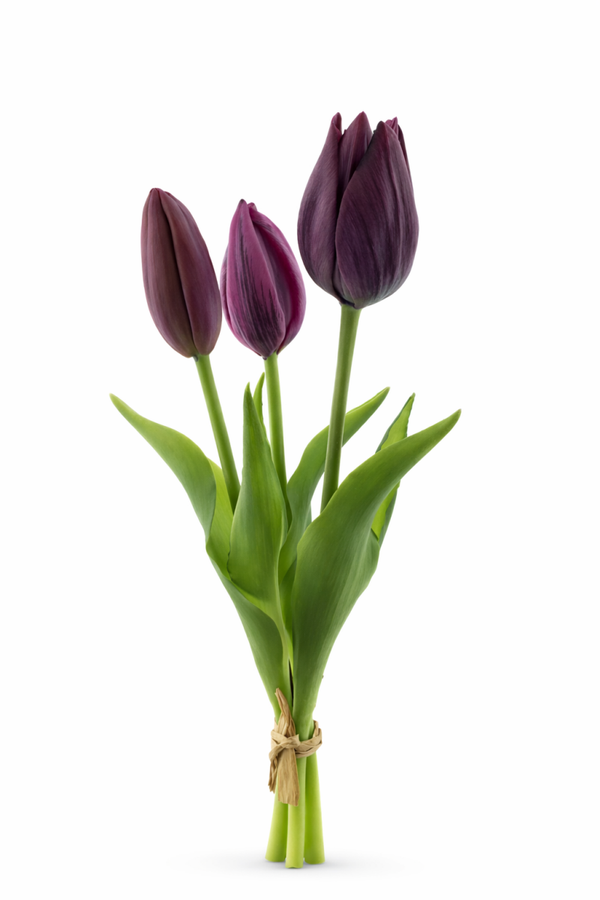 Tulip bundle Aubergine x3