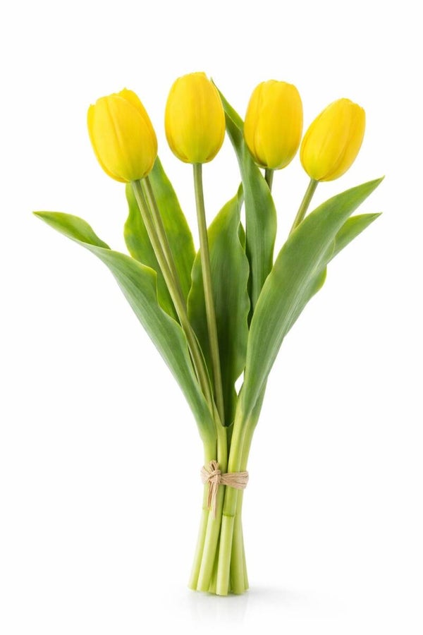 Tulip bundle Yellow x5