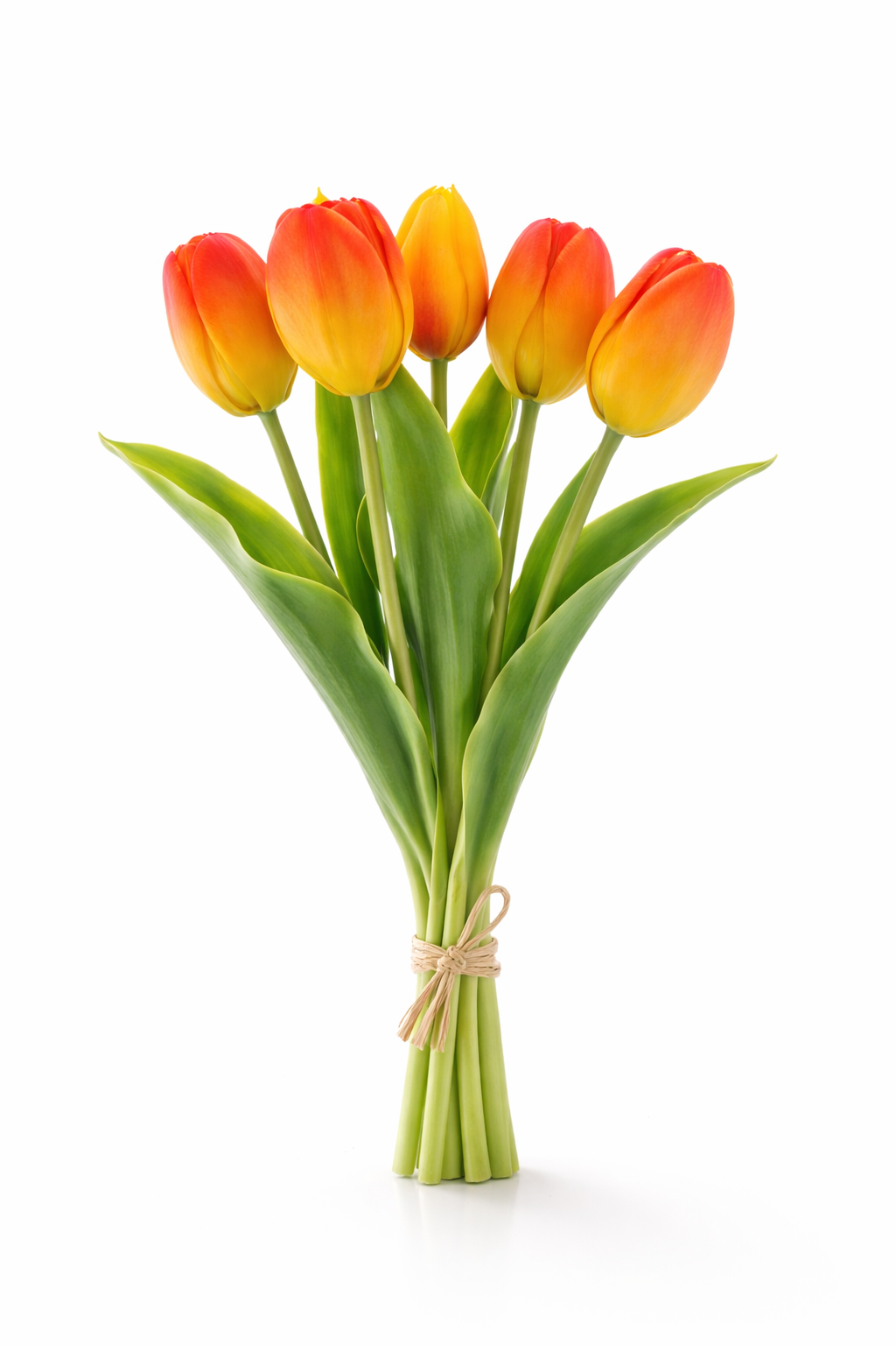 Tulip bundle Orange x5