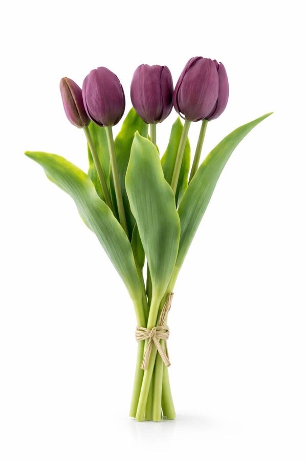 Tulip bundle Aubergine 5x