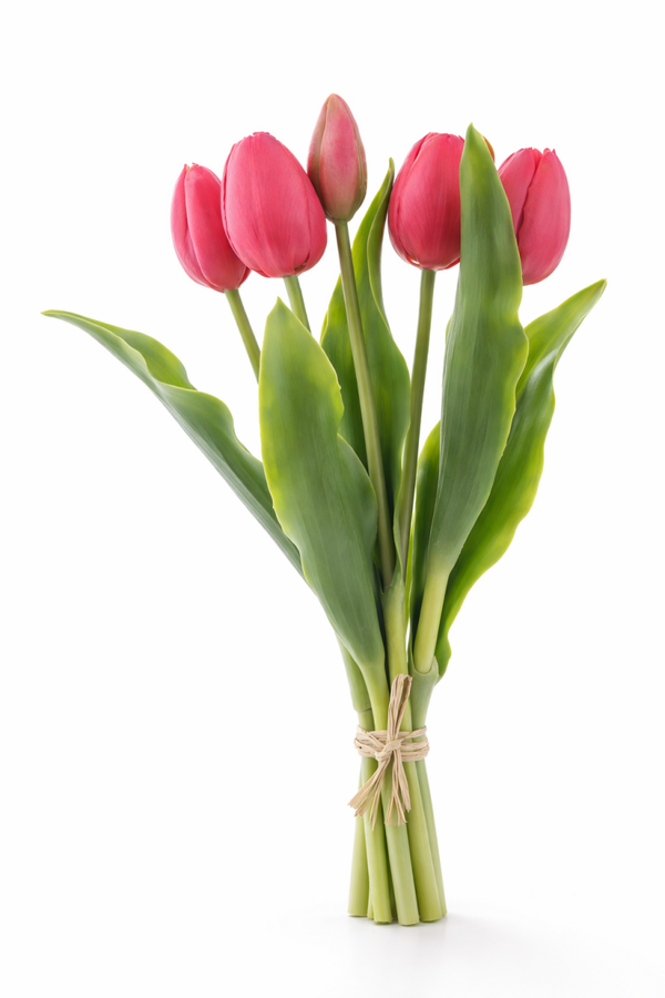 Tulip bundle Beauty x5