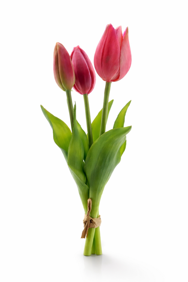 Tulip bundle Beauty x3
