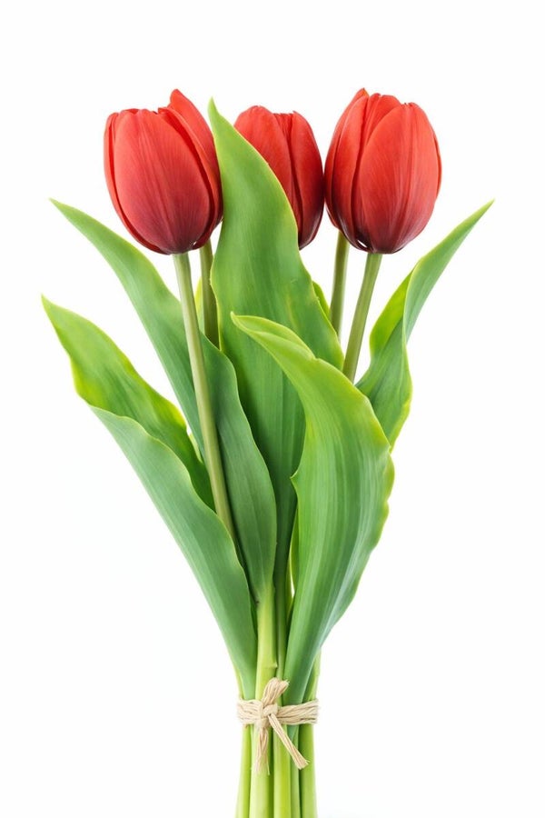 Tulip bundle Red x5