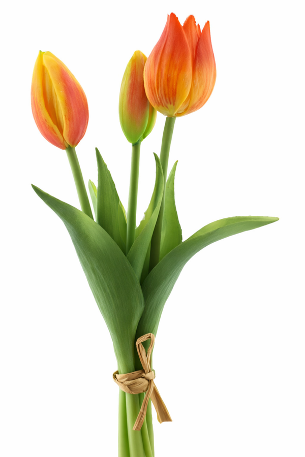 Tulip bundle Orange x3