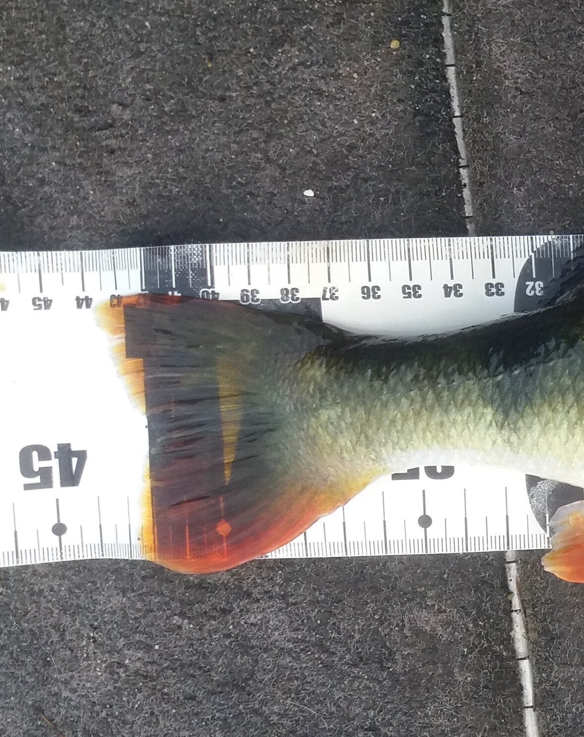 Au royaume de la Perche