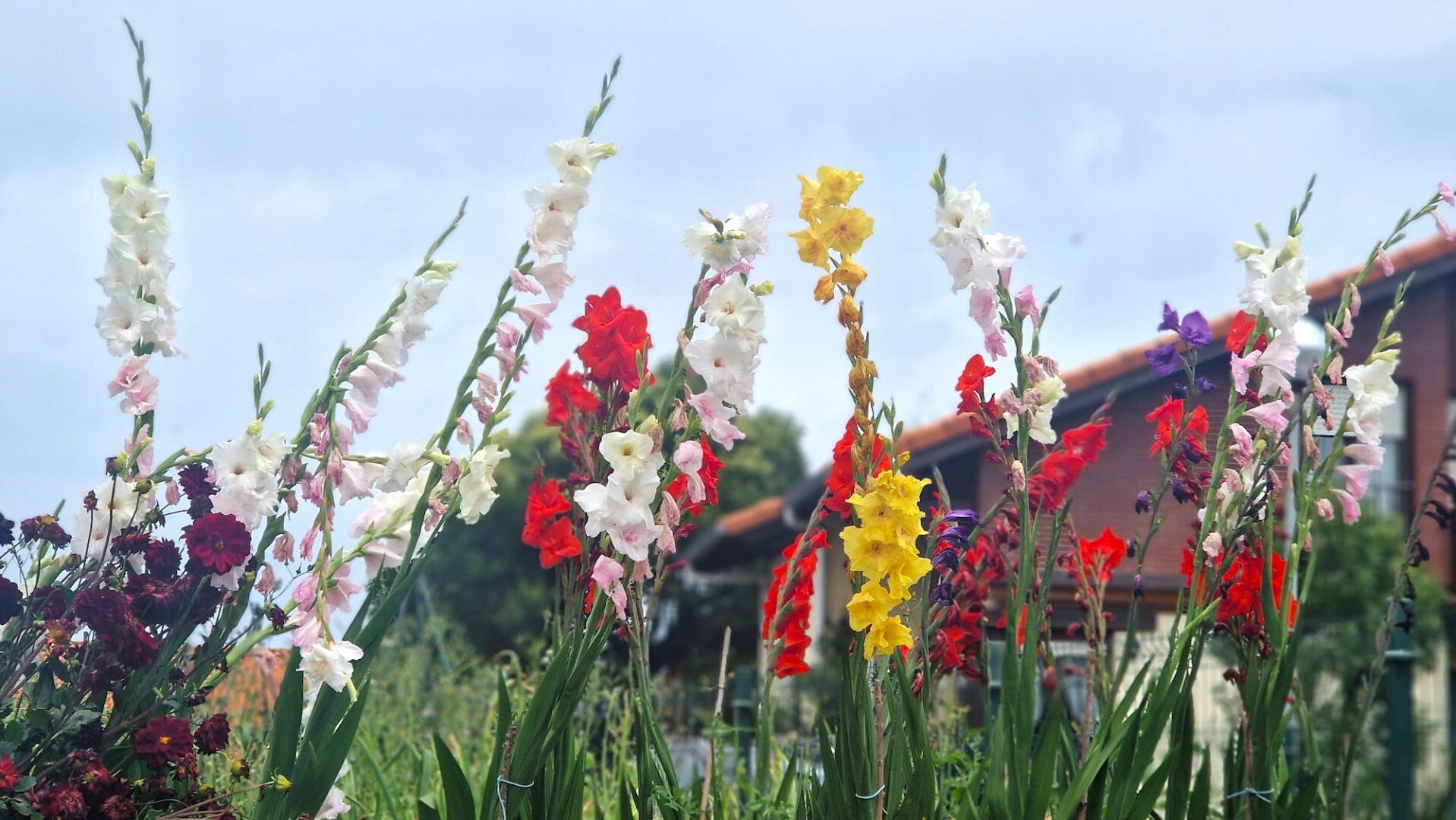 tall colorful flowers in a garden, symbolising a thoughtful gift for loved ones