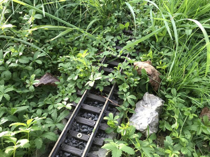 Verwuchertes Gartenbahn Gleis
