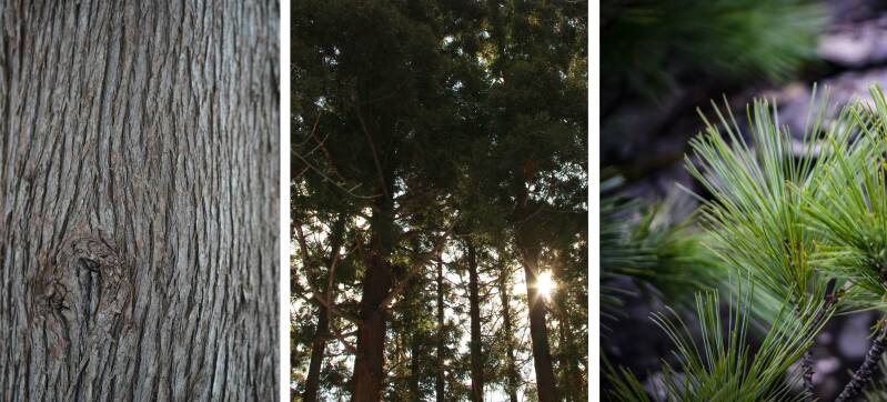 Fytosauna, Ceder Spa Ton, cederhout