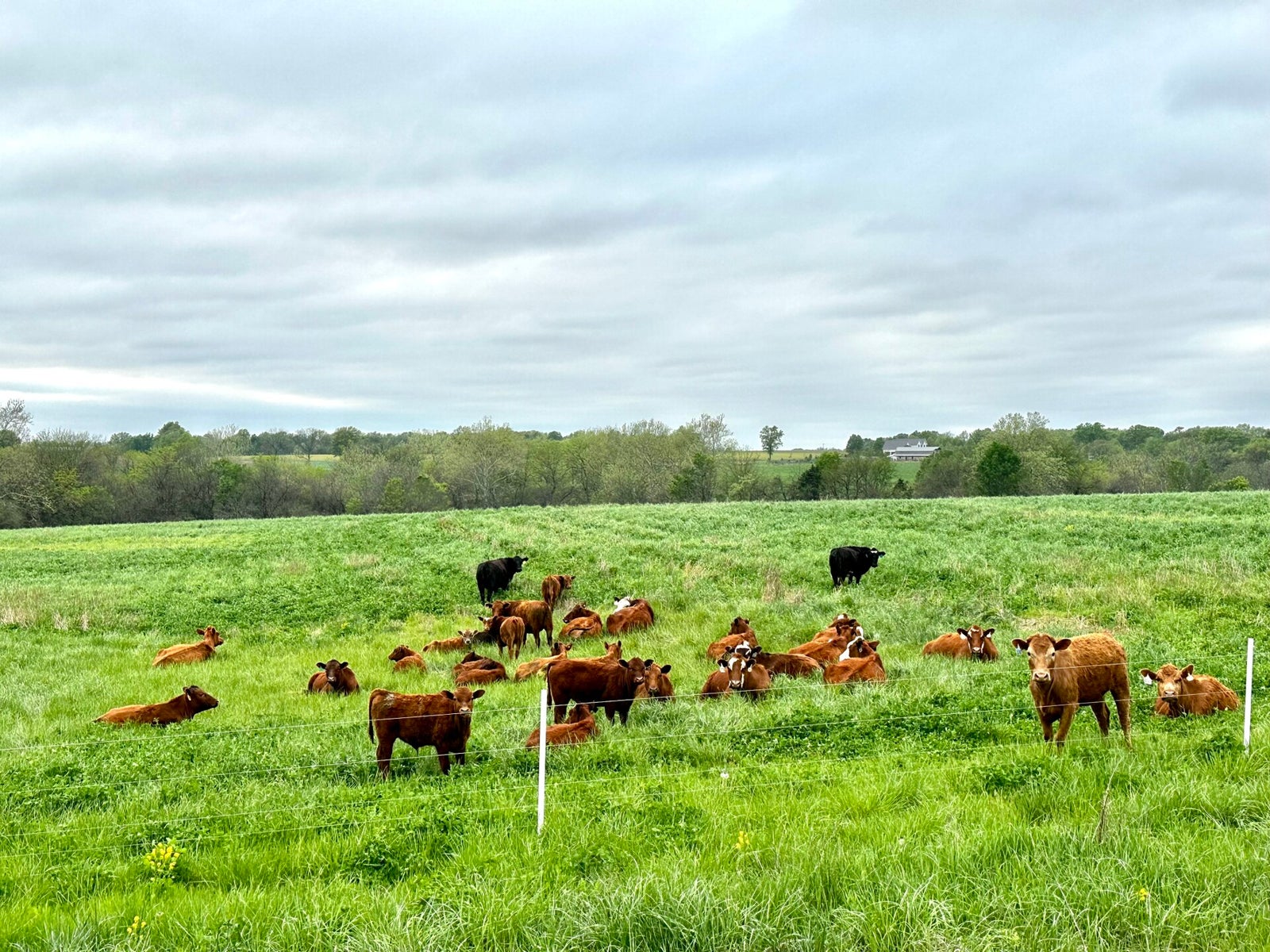 Cox Family Farm photo 3