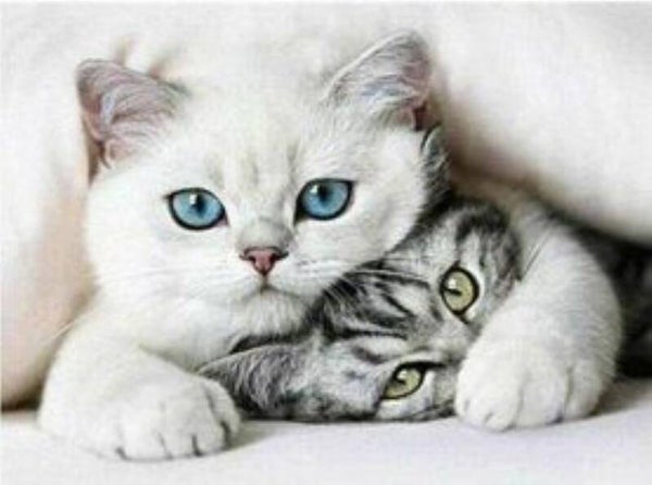 194. schattige poesjes 50x40 cm vierkante stenen