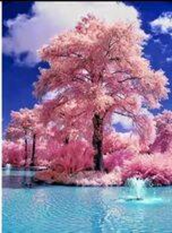 Diamond painting roze boom 80x60cm