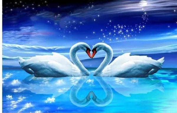 Diamond painting zwanen 80x60cm