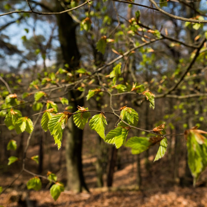 Bokeh: in the forrest