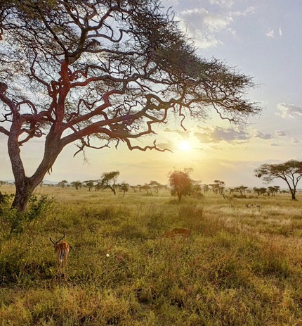 Savana Landscape