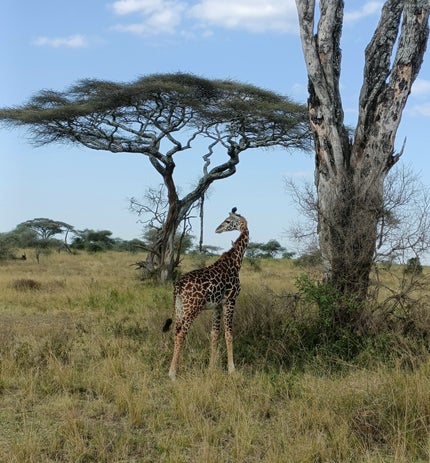 Zebra in the Savana
