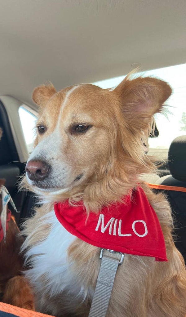 Personalisierte Hunde Halstuch mit Name/Bild bestickt