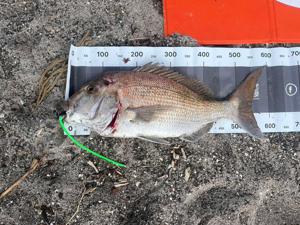 Welcome to Droppin Baits.